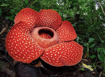 De Rafflesia bloem